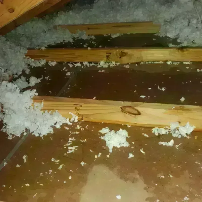 Attic Water Damage in Brundidge, AL